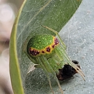 Araneus circulissparsus (species group) at Corroboree Park - 16 Nov 2023