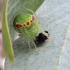 Araneus circulissparsus (species group) at Corroboree Park - 16 Nov 2023