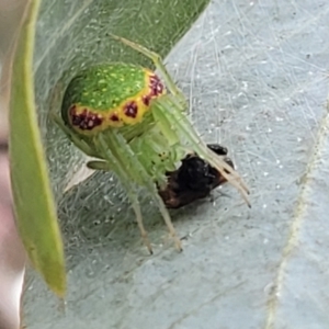 Araneus circulissparsus (species group) at Corroboree Park - 16 Nov 2023