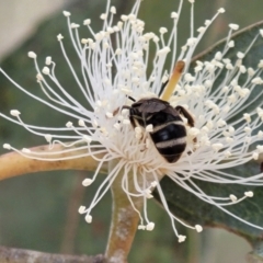 Lasioglossum (Chilalictus) sp. (genus & subgenus) at Ainslie, ACT - 16 Nov 2023