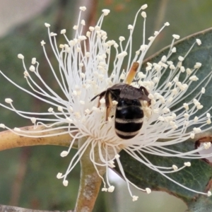 Lasioglossum (Chilalictus) sp. (genus & subgenus) at Ainslie, ACT - 16 Nov 2023