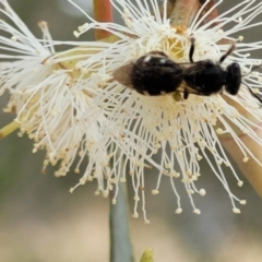 Lasioglossum (Chilalictus) sp. (genus & subgenus) at Ainslie, ACT - 16 Nov 2023