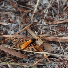 Cryptocheilus sp. (genus) (Spider wasp) at Brunswick Heads, NSW - 14 Nov 2023 by Ruby