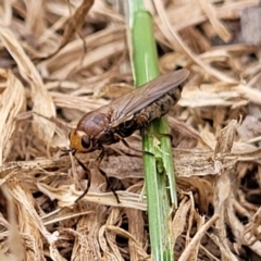 Inopus sp. (genus) (A sugarcane fly) at Corroboree Park - 15 Nov 2023 by trevorpreston