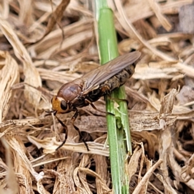 Inopus sp. (genus) (A sugarcane fly) at Corroboree Park - 15 Nov 2023 by trevorpreston