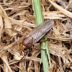 Inopus sp. (genus) at Corroboree Park - 16 Nov 2023 10:51 AM