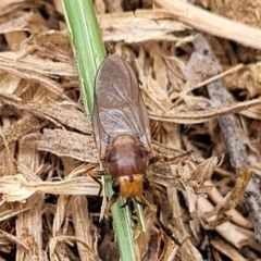 Inopus sp. (genus) at Corroboree Park - 16 Nov 2023