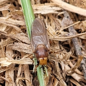 Inopus sp. (genus) at Corroboree Park - 16 Nov 2023 10:51 AM