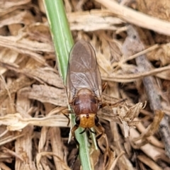 Inopus sp. (genus) at Corroboree Park - 16 Nov 2023 10:51 AM