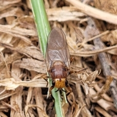 Inopus sp. (genus) at Corroboree Park - 16 Nov 2023