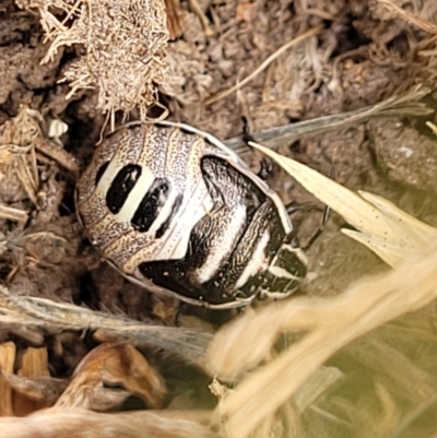 Dictyotus caenosus (Brown Shield Bug) at Corroboree Park - 15 Nov 2023 by trevorpreston