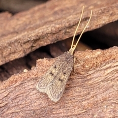 Achoria inopina (A Longhorned Moth (family Leciithoceridae)) at Ainslie, ACT - 16 Nov 2023 by trevorpreston