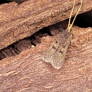 Achoria inopina at Ainslie, ACT - 16 Nov 2023 10:34 AM