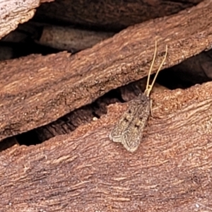 Achoria inopina at Ainslie, ACT - 16 Nov 2023 10:34 AM