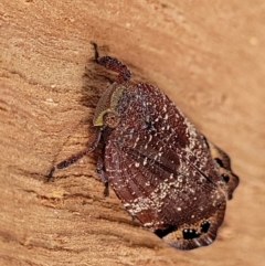 Platybrachys vidua at Ainslie, ACT - 16 Nov 2023