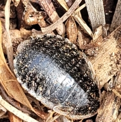 Calolampra sp. (genus) (Bark cockroach) at Corroboree Park - 15 Nov 2023 by trevorpreston