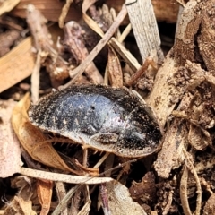 Calolampra sp. (genus) at Ainslie, ACT - 16 Nov 2023