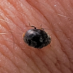 Coccinellidae (family) (Unidentified lady beetle) at Ainslie, ACT - 16 Nov 2023 by trevorpreston