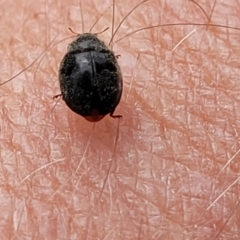 Coccinellidae (family) at Ainslie, ACT - 16 Nov 2023