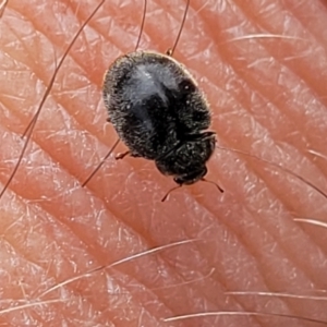 Coccinellidae (family) at Ainslie, ACT - 16 Nov 2023