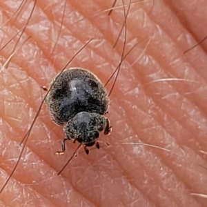 Coccinellidae (family) at Ainslie, ACT - 16 Nov 2023