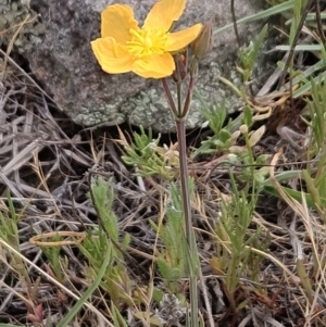 Hypericum gramineum at The Pinnacle - 14 Nov 2023