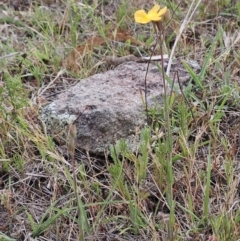 Hypericum gramineum at The Pinnacle - 14 Nov 2023 10:17 AM