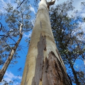 Eucalyptus globulus subsp. maidenii at Nullica State Forest - 16 Nov 2023