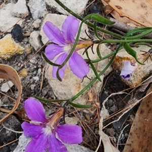 Scaevola ramosissima at Nullica State Forest - 16 Nov 2023