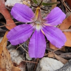 Scaevola ramosissima at Nullica State Forest - 16 Nov 2023