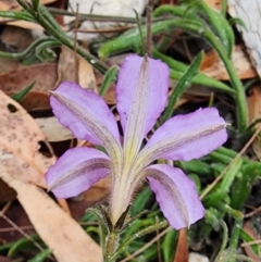 Scaevola ramosissima at Nullica State Forest - 16 Nov 2023