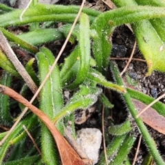 Scaevola ramosissima at Nullica State Forest - 16 Nov 2023