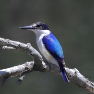 Todiramphus macleayii at Ormiston, QLD - 12 Nov 2023 11:55 AM