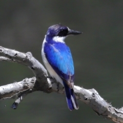 Todiramphus macleayii at Ormiston, QLD - 12 Nov 2023