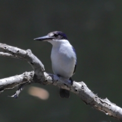 Todiramphus macleayii at Ormiston, QLD - 12 Nov 2023