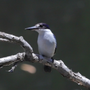 Todiramphus macleayii at Ormiston, QLD - 12 Nov 2023 11:55 AM