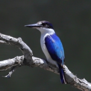 Todiramphus macleayii at Ormiston, QLD - 12 Nov 2023 11:55 AM