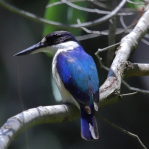 Todiramphus macleayii at Ormiston, QLD - 12 Nov 2023 11:50 AM