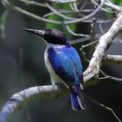 Todiramphus macleayii at Ormiston, QLD - 12 Nov 2023 11:50 AM