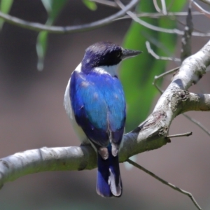 Todiramphus macleayii at Ormiston, QLD - 12 Nov 2023