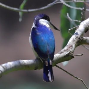 Todiramphus macleayii at Ormiston, QLD - 12 Nov 2023 11:50 AM