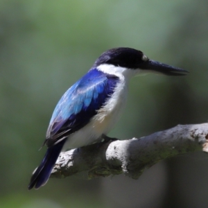 Todiramphus macleayii at Ormiston, QLD - 12 Nov 2023