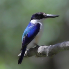 Todiramphus macleayii at Ormiston, QLD - 12 Nov 2023