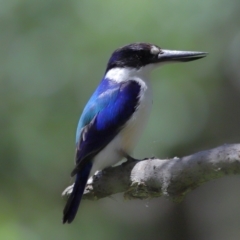 Todiramphus macleayii at Ormiston, QLD - 12 Nov 2023 12:38 PM