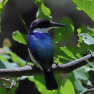 Todiramphus macleayii at Ormiston, QLD - 12 Nov 2023