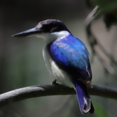 Todiramphus macleayii at Ormiston, QLD - 12 Nov 2023