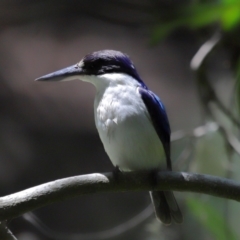 Todiramphus macleayii at Ormiston, QLD - 12 Nov 2023 12:37 PM