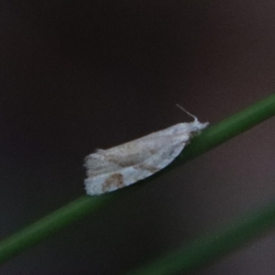 Unidentified Tortricid moth (Tortricidae) at Moruya, NSW - 15 Nov 2023 by LisaH