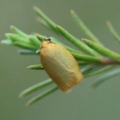 Oecophoridae (family) by LisaH