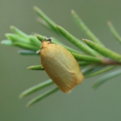 Unidentified Moth (Lepidoptera) at Broulee Moruya Nature Observation Area - 16 Nov 2023 by LisaH